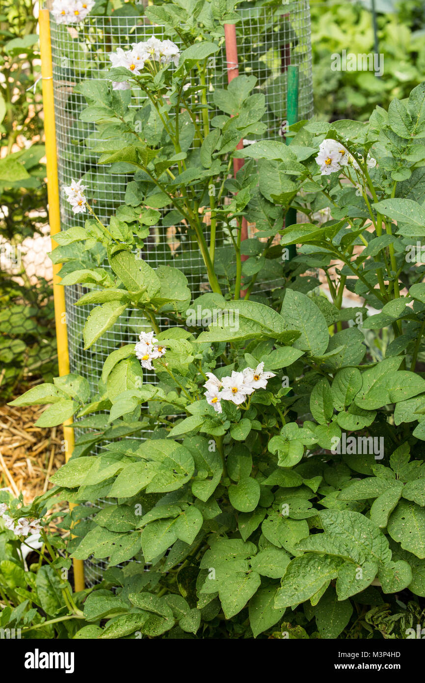 Potato plant with blossoms in a garden in Issaquah, Washington, USA.  Potato plants produce flowers during the end of their growing season. Stock Photo