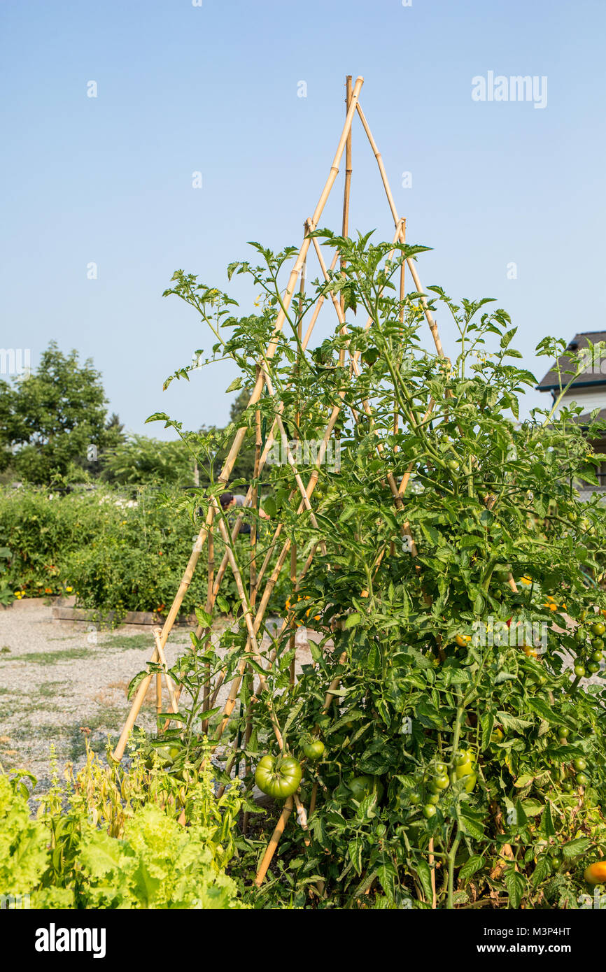 Issaquah, Washington, USA. Tomatoes growing up a homemade bamboo teepee-style trellis. Stock Photo