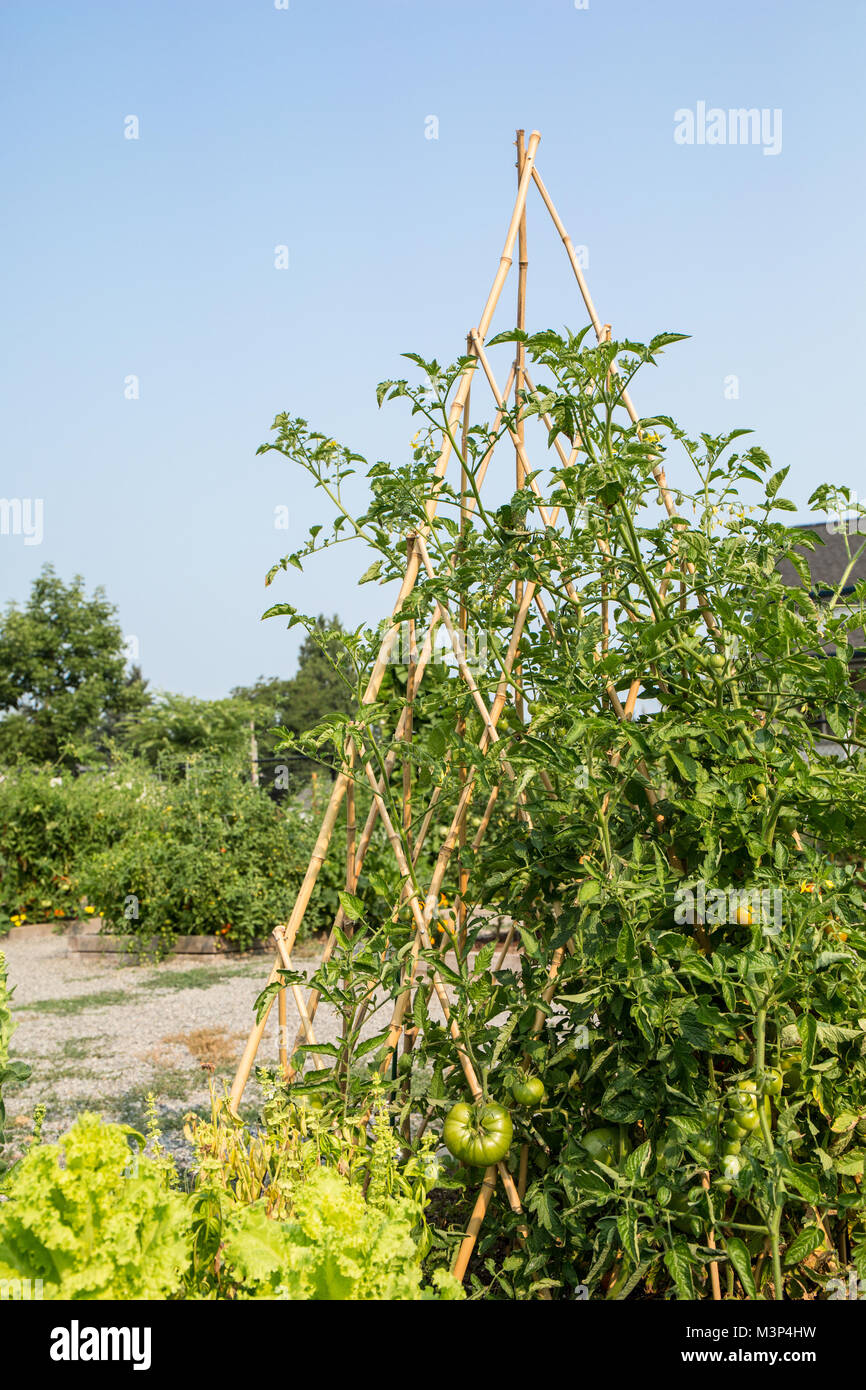 Issaquah, Washington, USA. Tomatoes growing up a homemade bamboo teepee-style trellis. Stock Photo