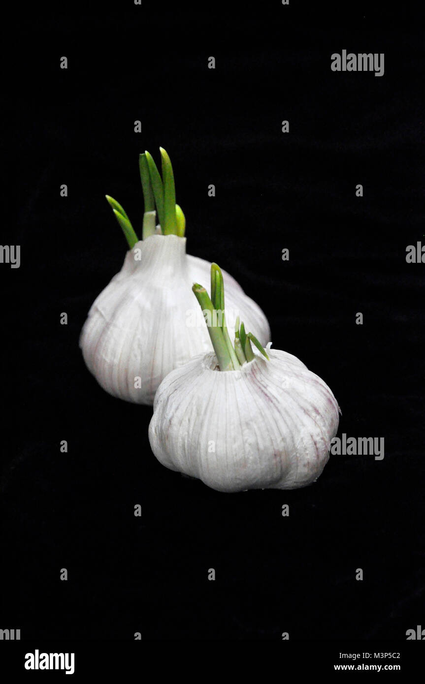 sprouting head of garlic Stock Photo Alamy