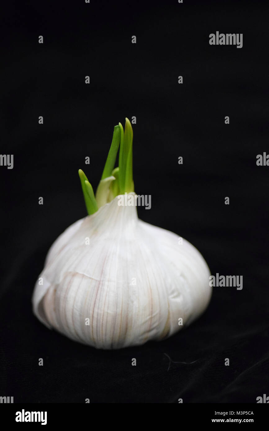 sprouting head of garlic Stock Photo Alamy