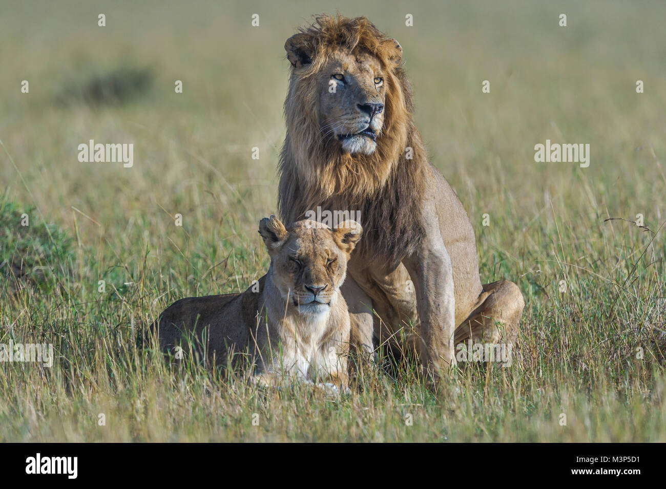 A mating pair of lions (Panthera leo) in the open grasslands of the ...