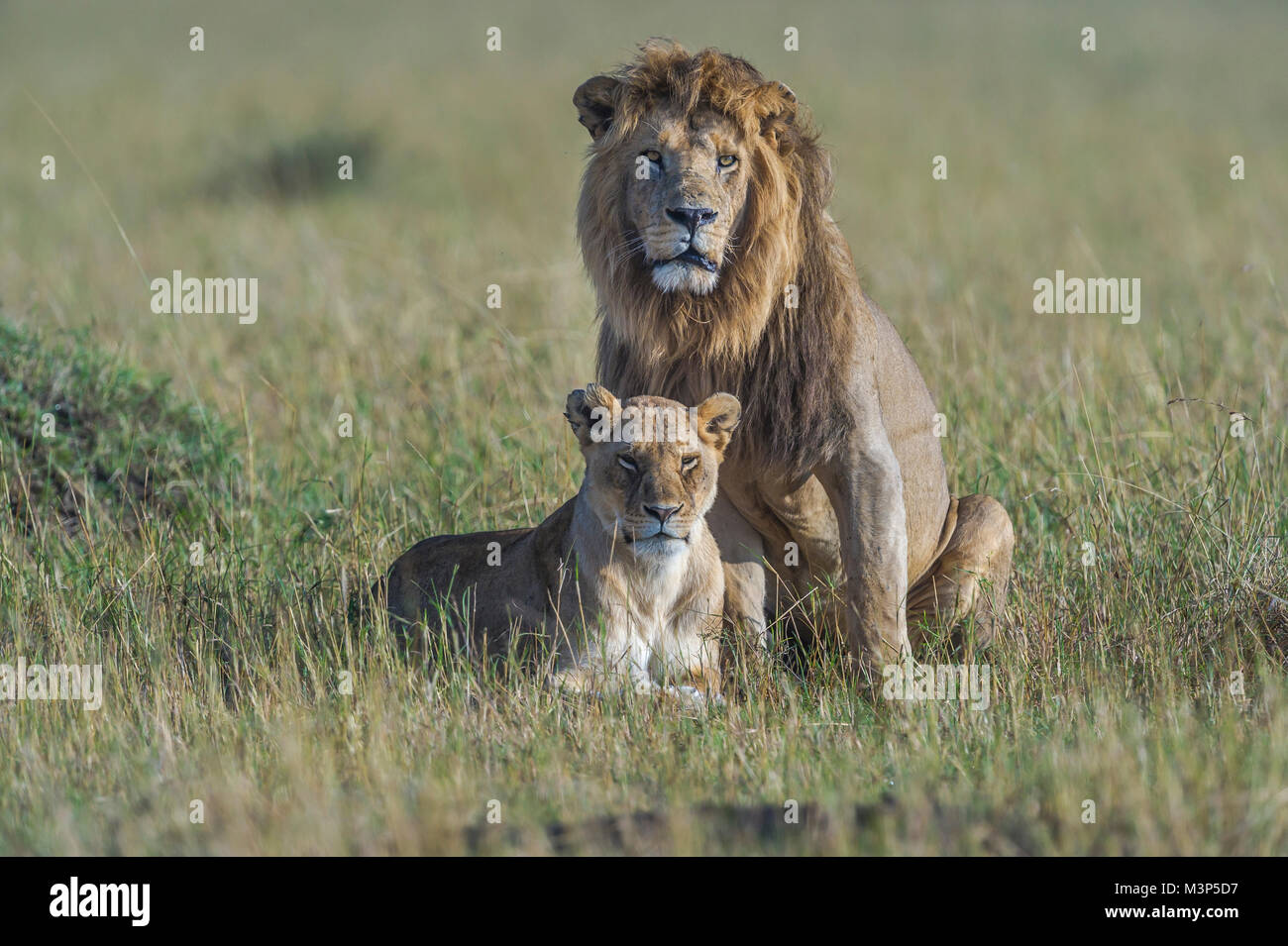 A mating pair of lions (Panthera leo) in the open grasslands of the ...