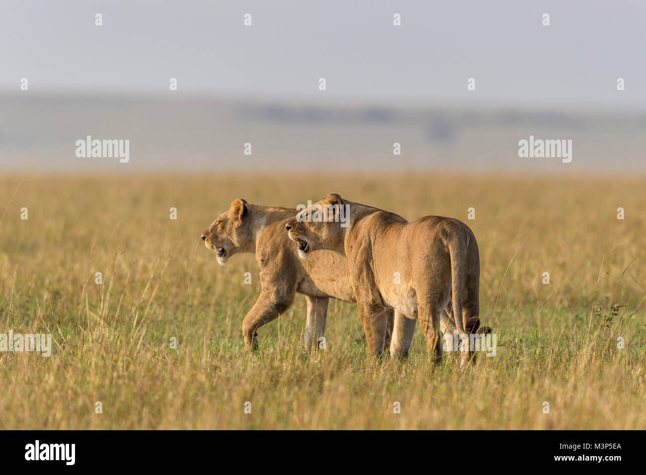 Two African lionesses (Panthera leo) watch intently into the distance where they have seen potential prey. Maasai Mara National Reserve, Kenya. Stock Photo