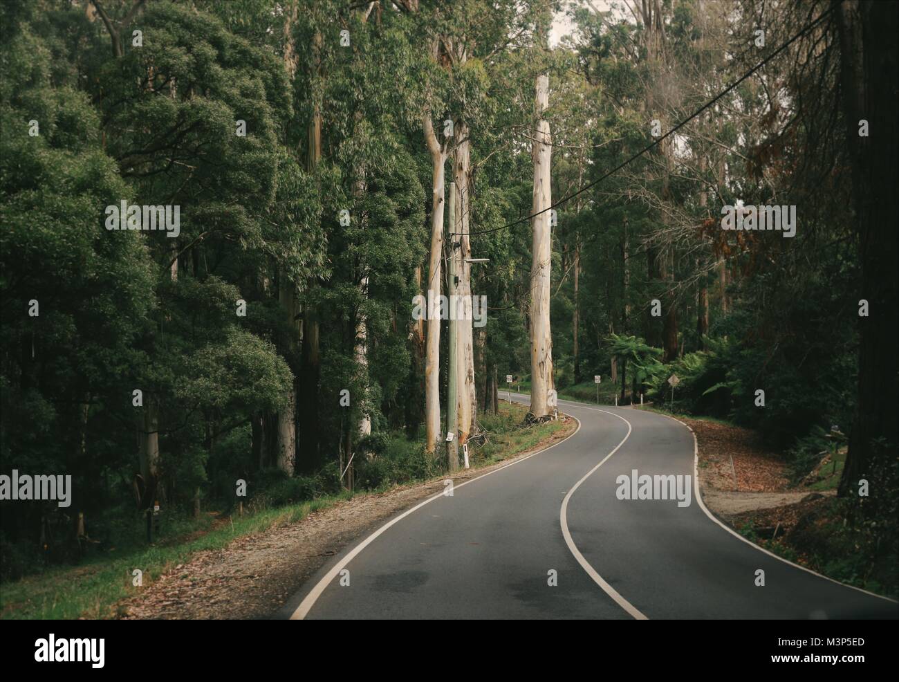 A road through the Dandenong Ranges In Victoria, Australia Stock Photo