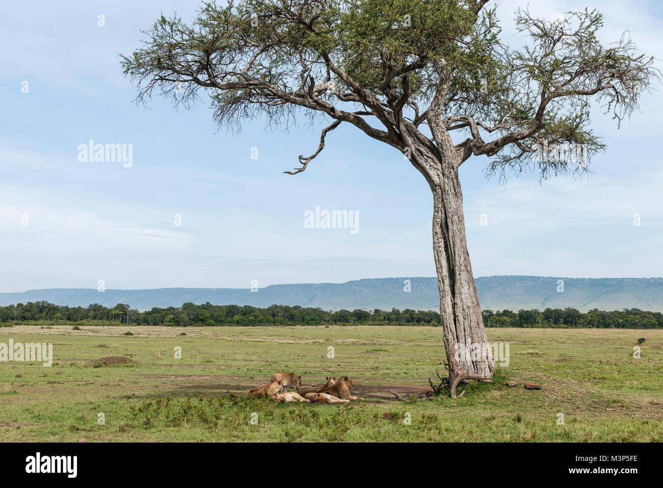 Shepherds tree hi-res stock photography and images - Alamy