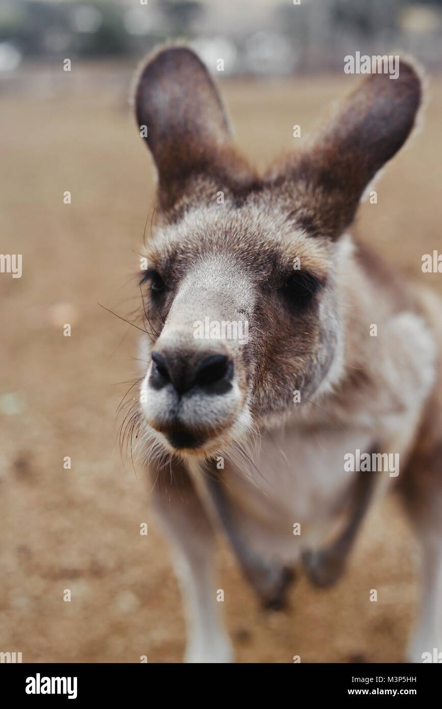 The nosy Kangaroos in Philip Island Wild Life Park. A lovely and happy bunch! Stock Photo