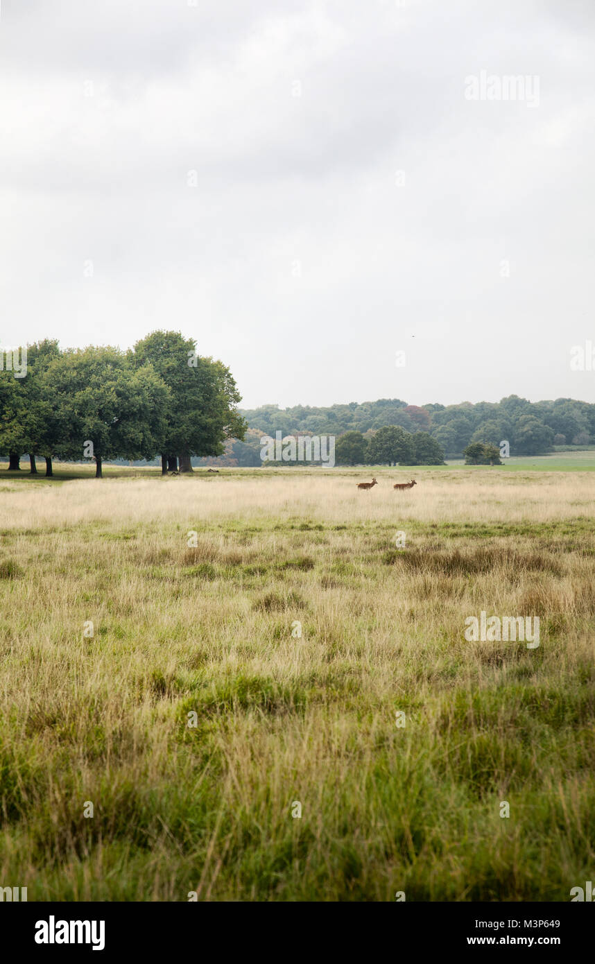 Open Fields Landscape with Two Deer Stock Photo Alamy