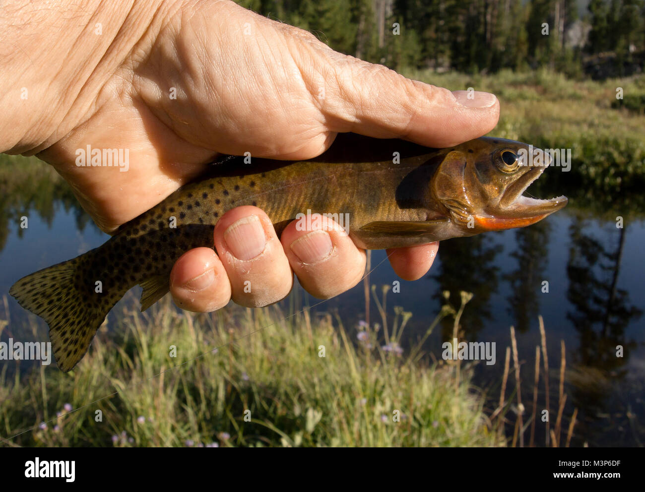 A westslope cutthroat trout caught on a Treatise Drake Fly on Bowles