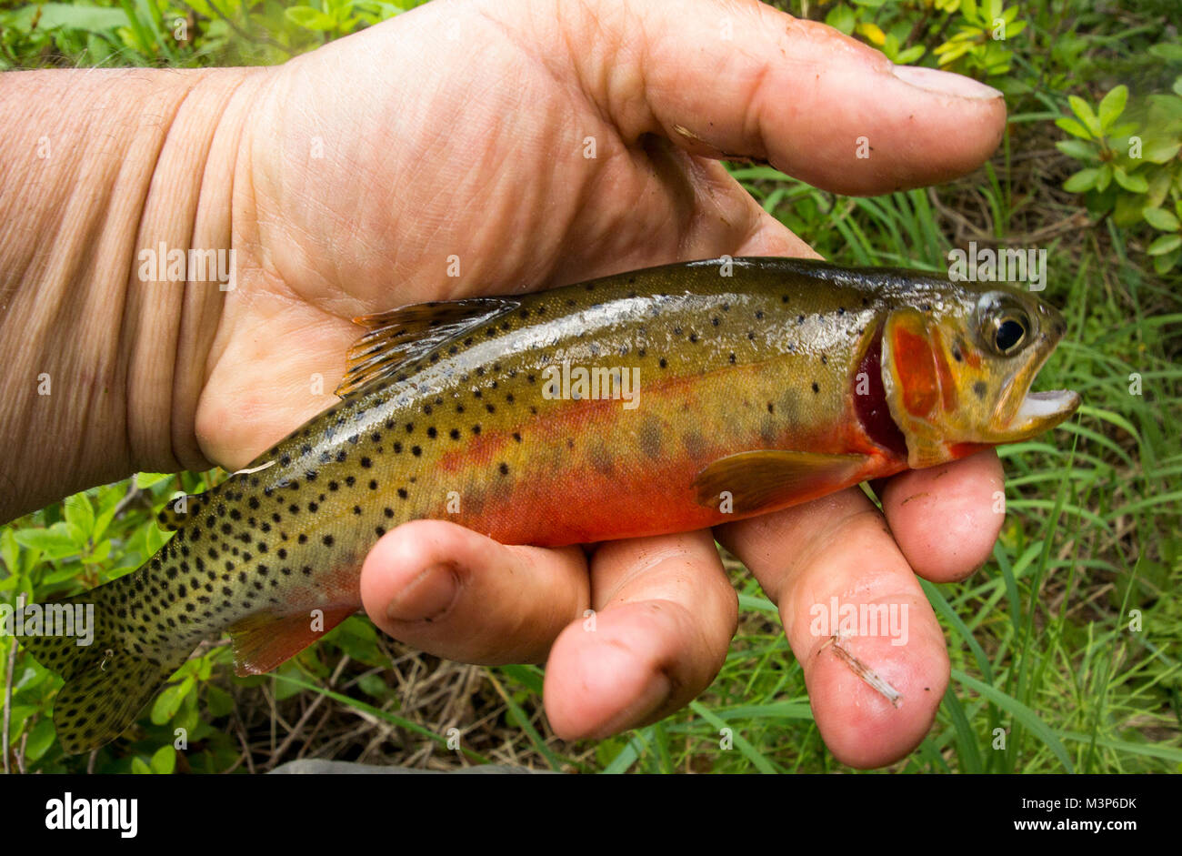 A native Westslope cutthroat trout, caught on a Treatise #11 Shell Fly