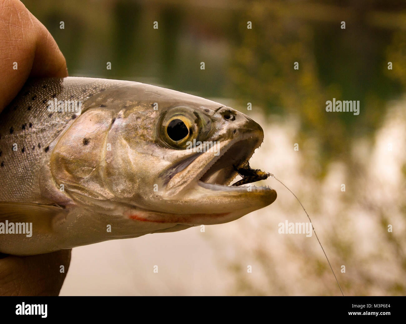 A Westslope cutthroat trout caught with a number 3 fly of the Treatise of Fishing With an Angle, April, The Stone Fly, on Moose Lake, Montana Stock Photo