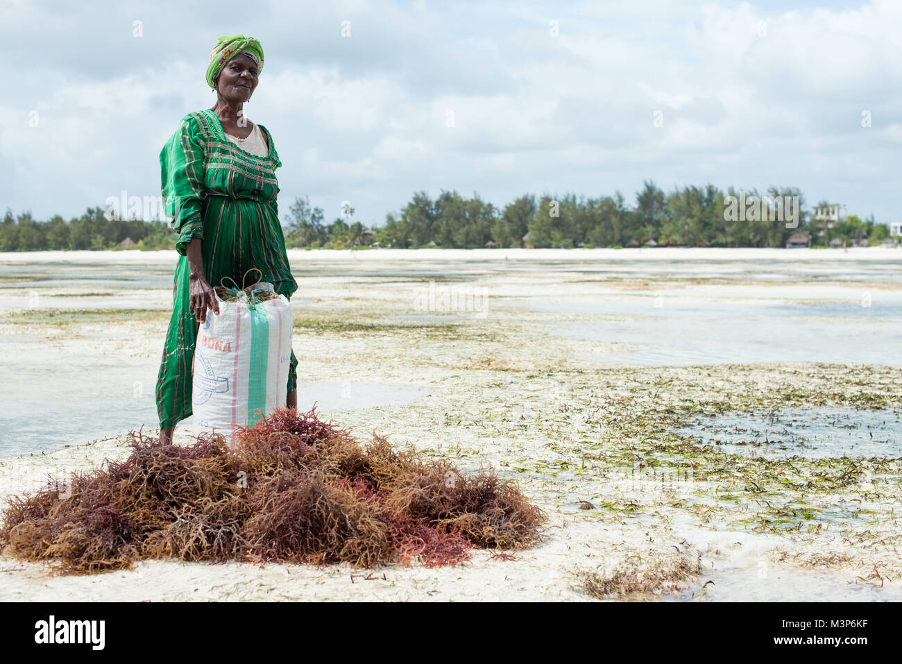 JAMBIANI, ZANZIBAR - DEC 18, 2017: Unidentified woman harvesting cultivated seaweed in the shallow, clear coastal waters of Zanzibar island, near Jamb Stock Photo