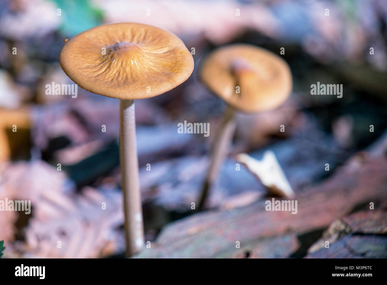 Detail of wild mushroom in it’s natural habitat in Vancouver Island