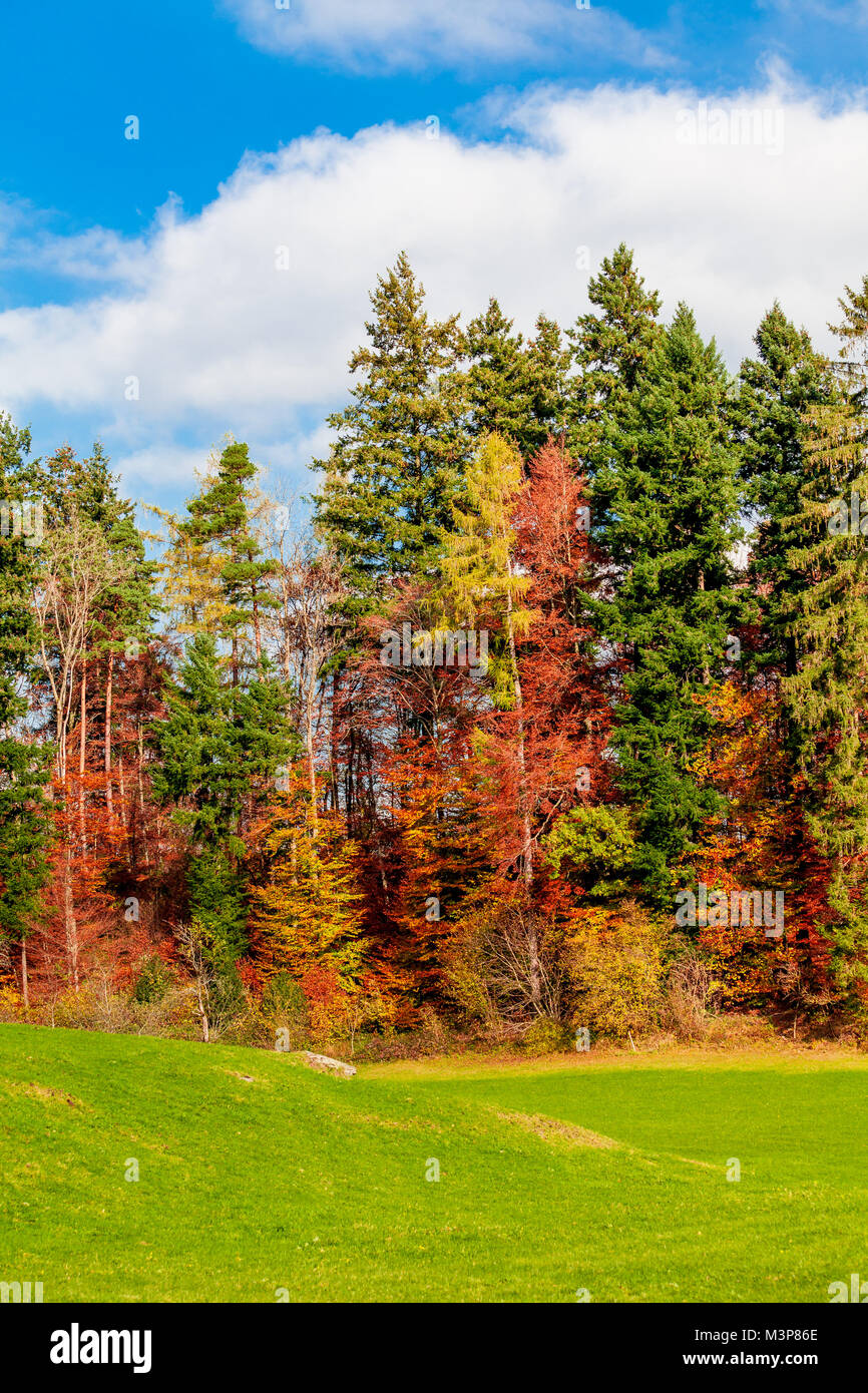Beautiful autumn forest. forest landscape Stock Photo - Alamy