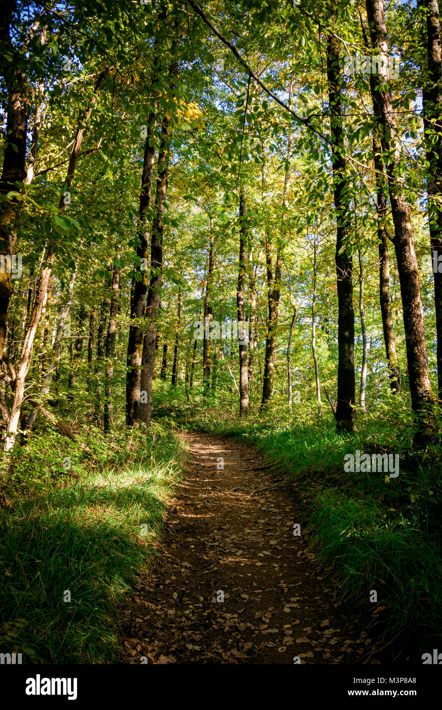 beautiful green forest. Forest trail landscape Stock Photo - Alamy