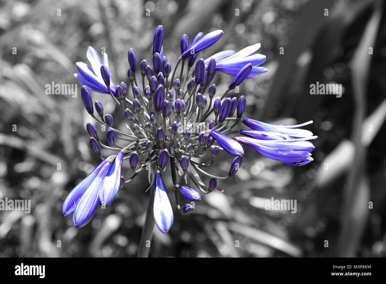 wild flowers of new zealand Stock Photo Alamy