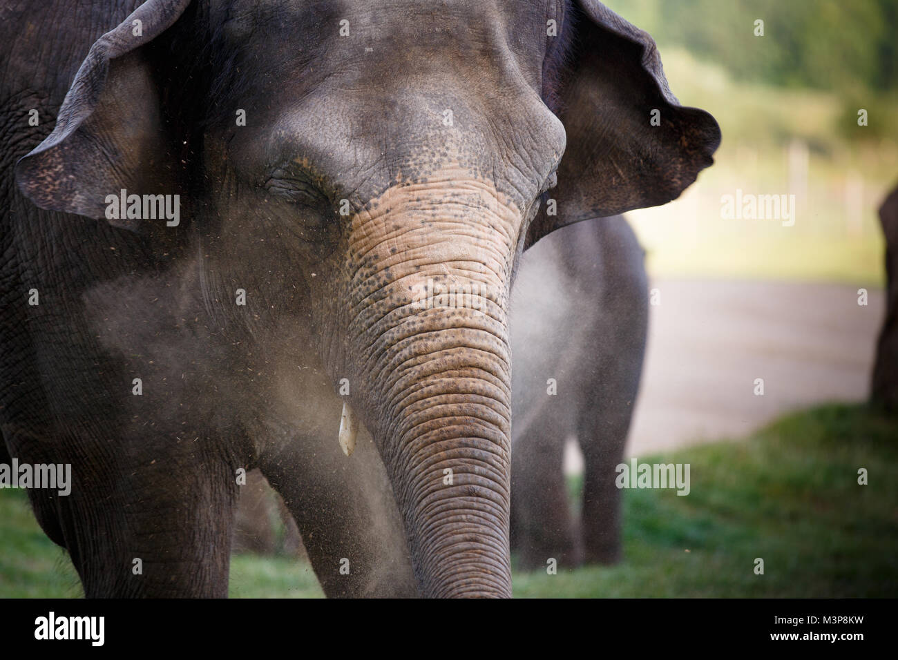 Asian Elephant at ZSL Whipsnade Zoo Stock Photo