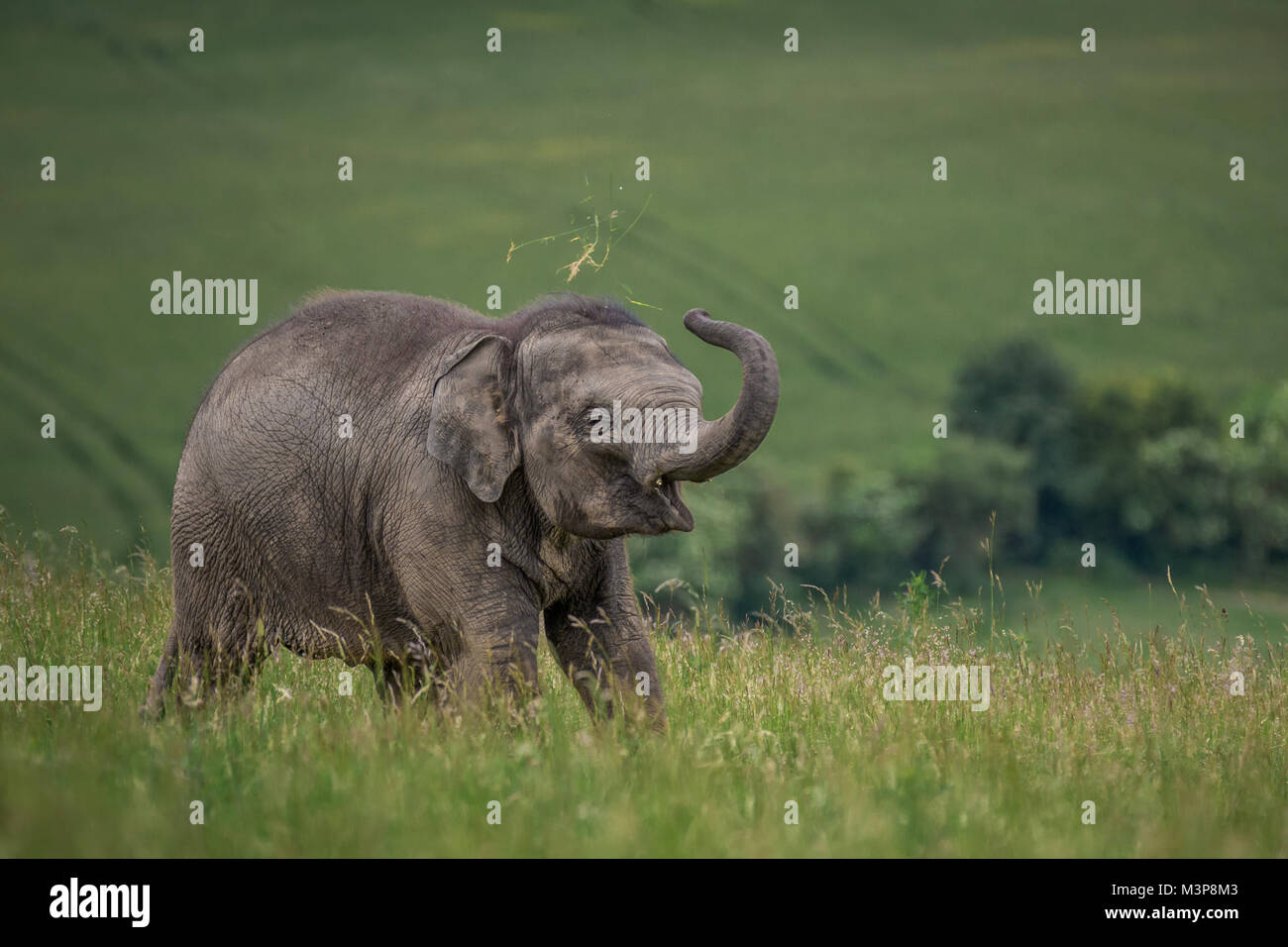 Asian Elephant grazing in a field at ZSL Whipsnade Zoo Stock Photo