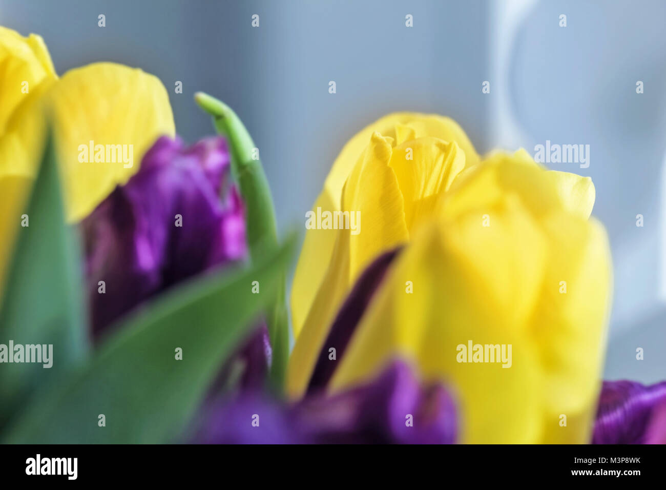 Beauty big yellow tulip and some purple close up Stock Photo