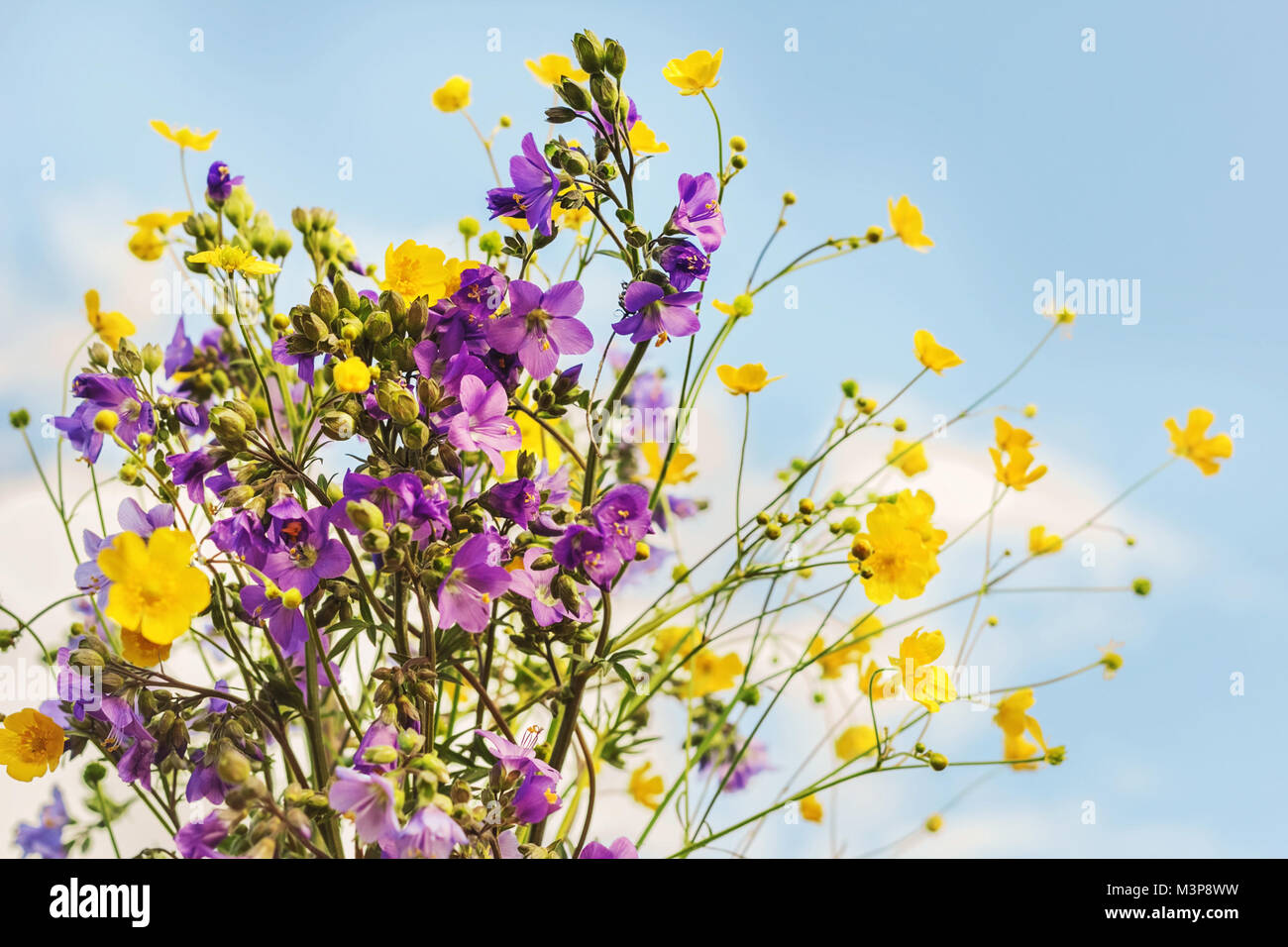 Blue orange and purple flowers hi-res stock photography and images - Alamy