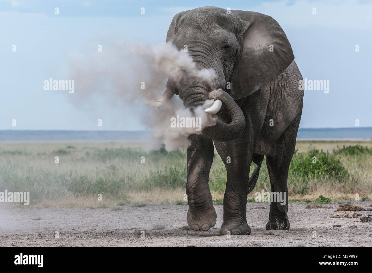 An African elephant bull (Loxodonta africana) blowing dust through his trunk and over his face; Amboseli National Park, Kenya Stock Photo