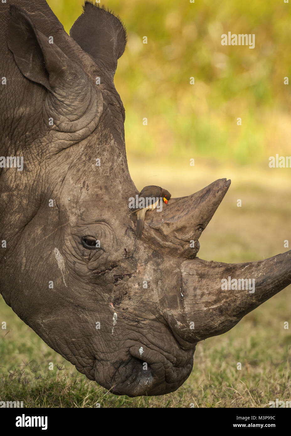 White rhino (Ceratotherium simum simum) Rhinos are major targets of