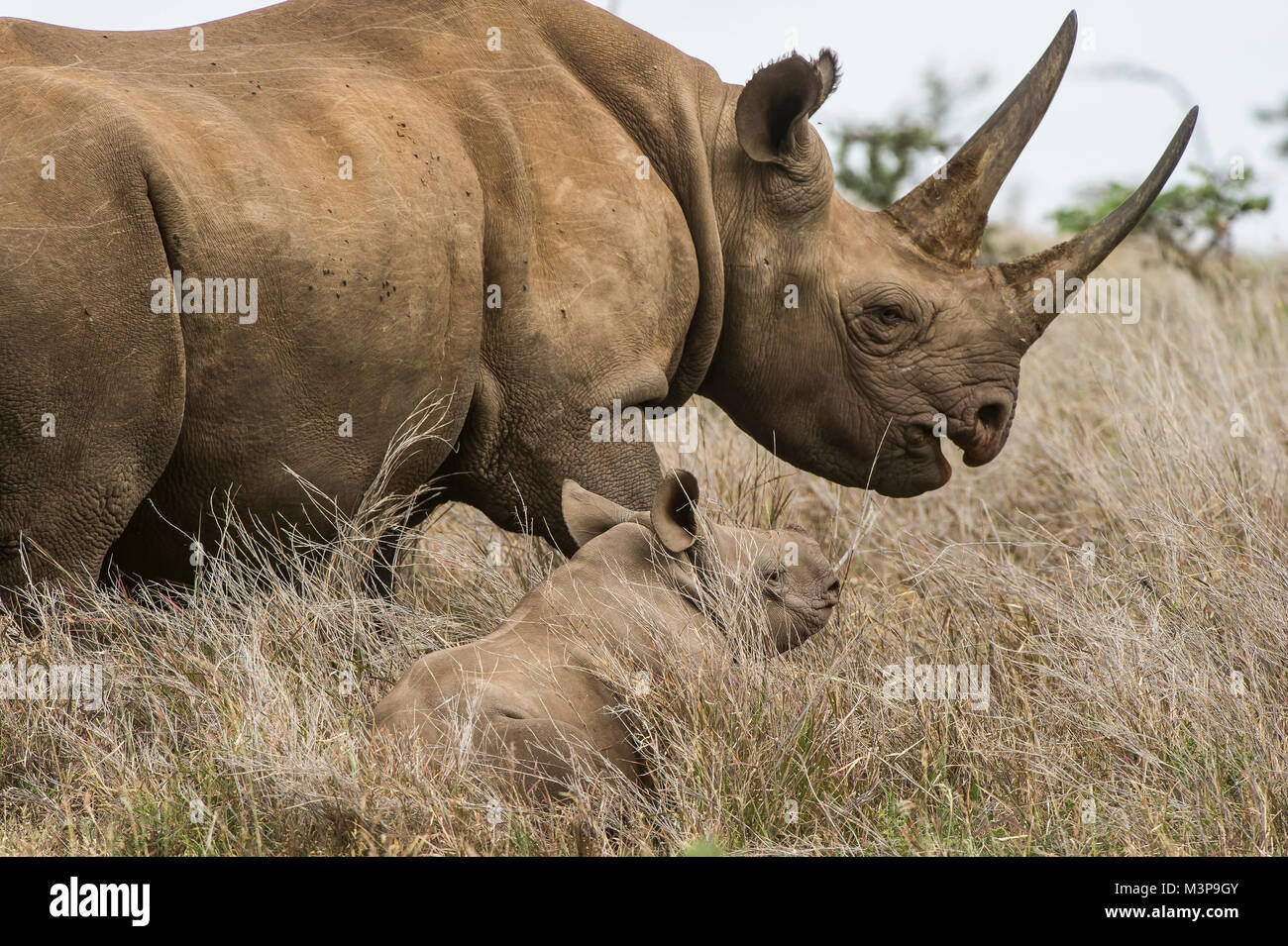 Black rhinoceros (Diceros bicornis michaeli) East African sub-species; Lewa Downs Wildlife Conservancy, Kenya. Stock Photo