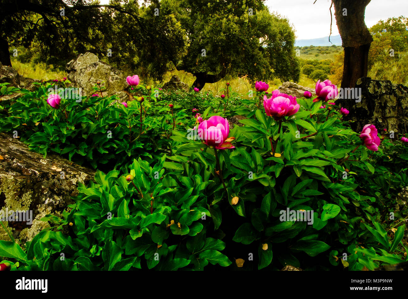 Alexandria rose (Paeonia officinalis), group of flower behind a cork tree Stock Photo