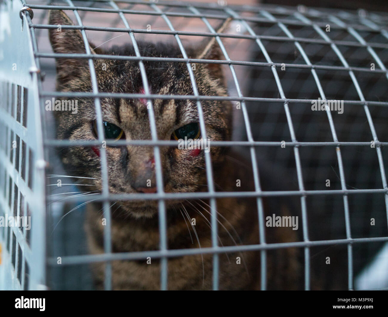 A mistreated feral cat captured by the animal rescue in Sweden Stock