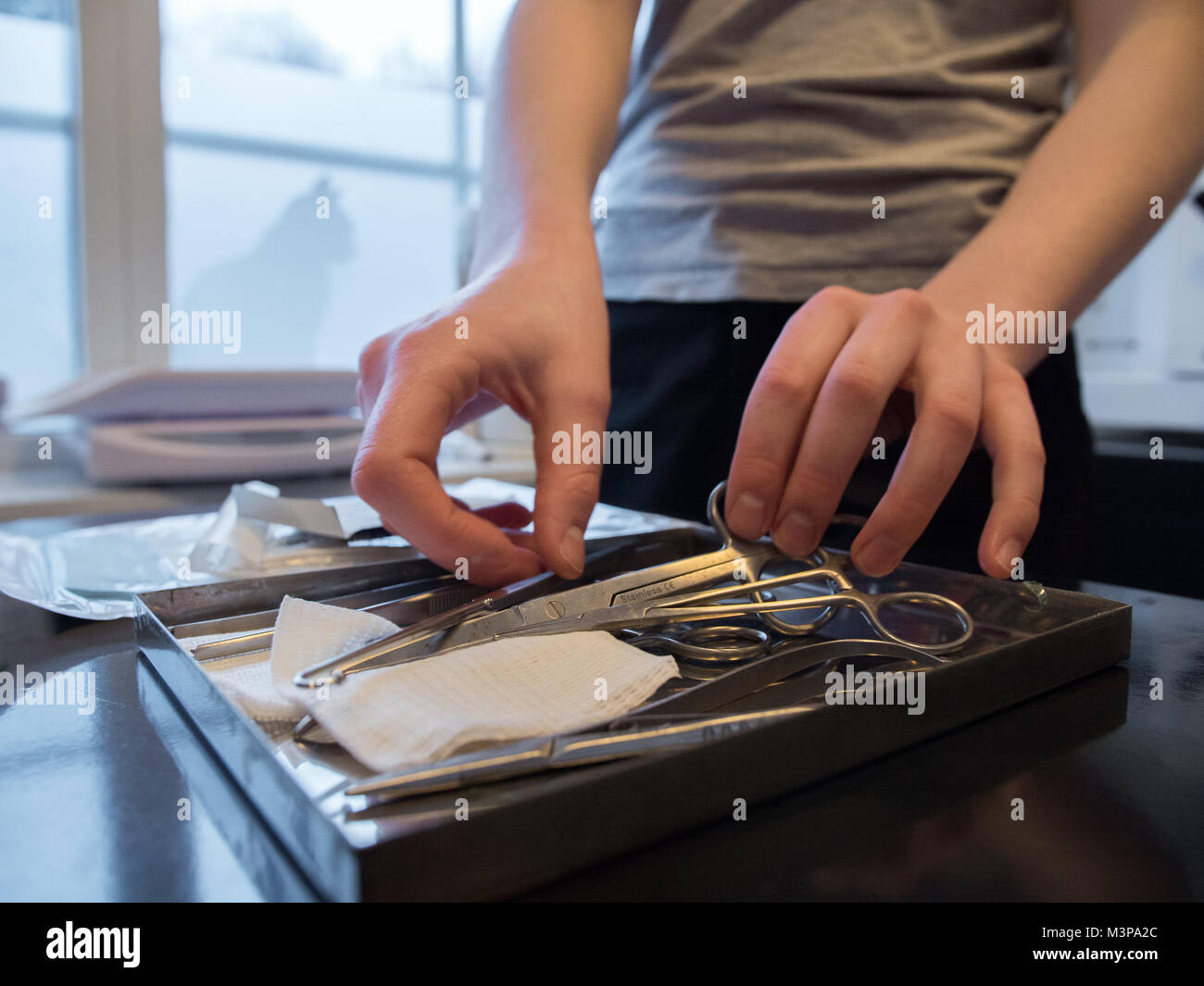 a veterinarian prepares the tools for surgery Stock Photo Alamy