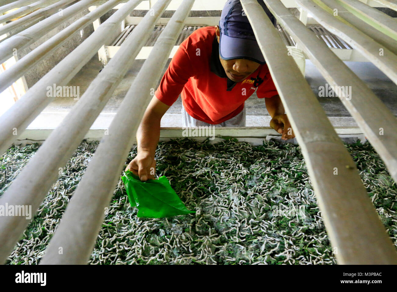 Indonesian, Silk Worm Factory Stock Photo