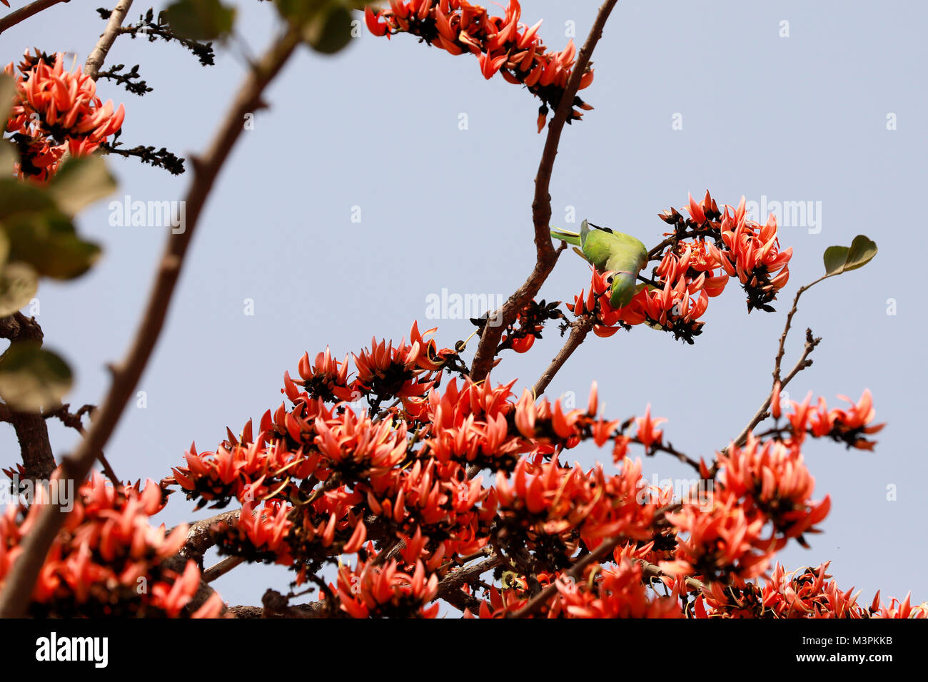 DHAKA, BANGLADESH - FEBRUARY 12, 2018: A Parrot pollinating Butea ...
