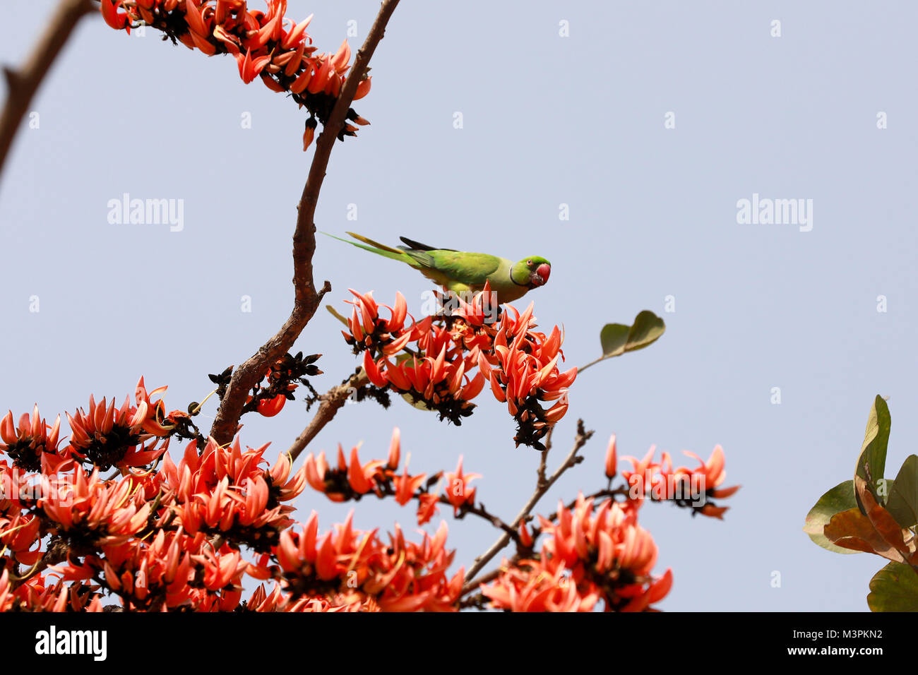 DHAKA, BANGLADESH - FEBRUARY 12, 2018: A Parrot pollinating Butea ...