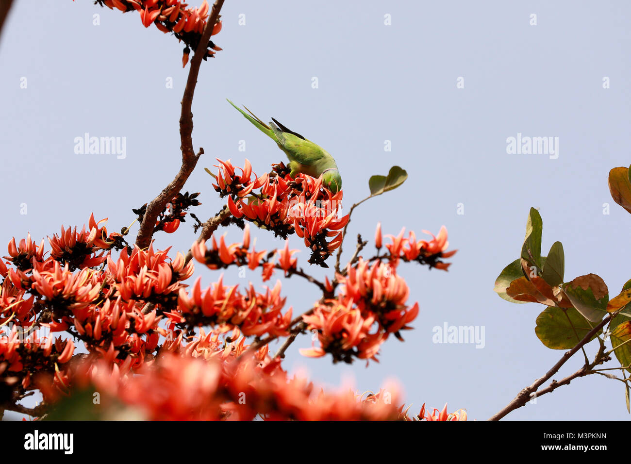 DHAKA, BANGLADESH - FEBRUARY 12, 2018: A Parrot pollinating Butea ...