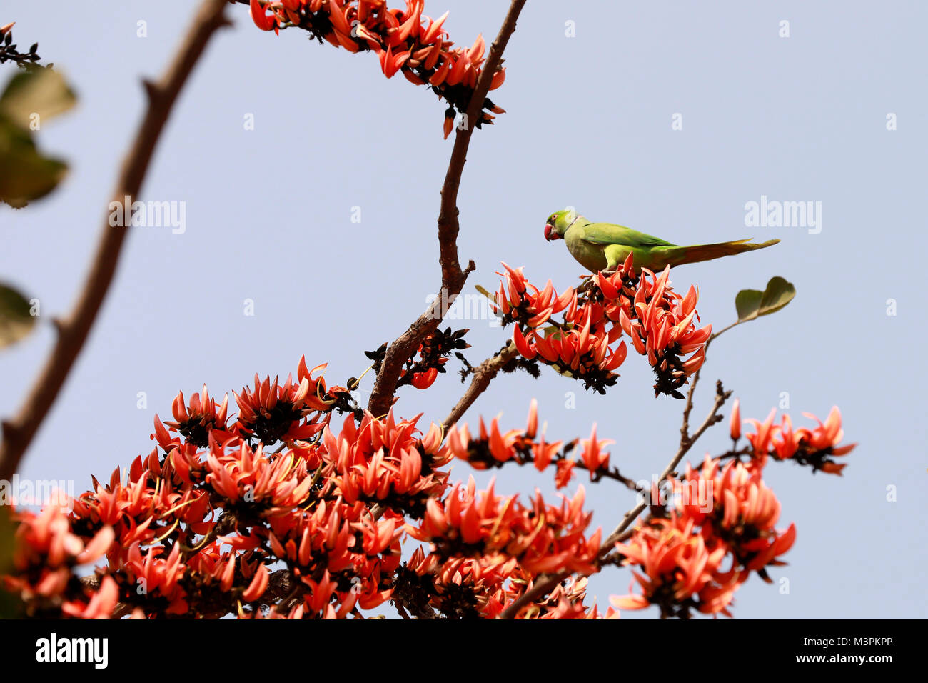 DHAKA, BANGLADESH - FEBRUARY 12, 2018: A Parrot pollinating Butea ...