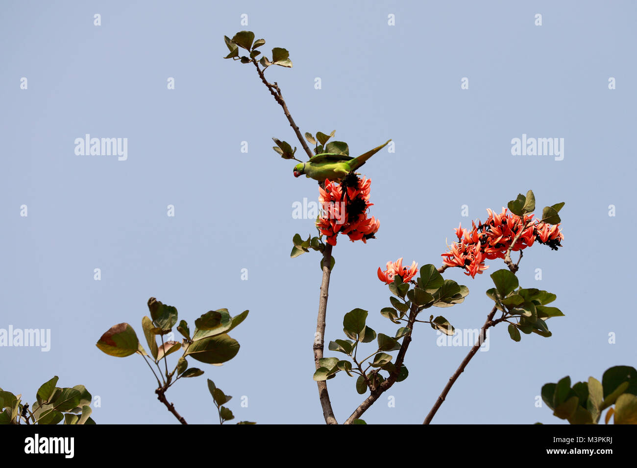 DHAKA, BANGLADESH - FEBRUARY 12, 2018: A Parrot pollinating Butea ...