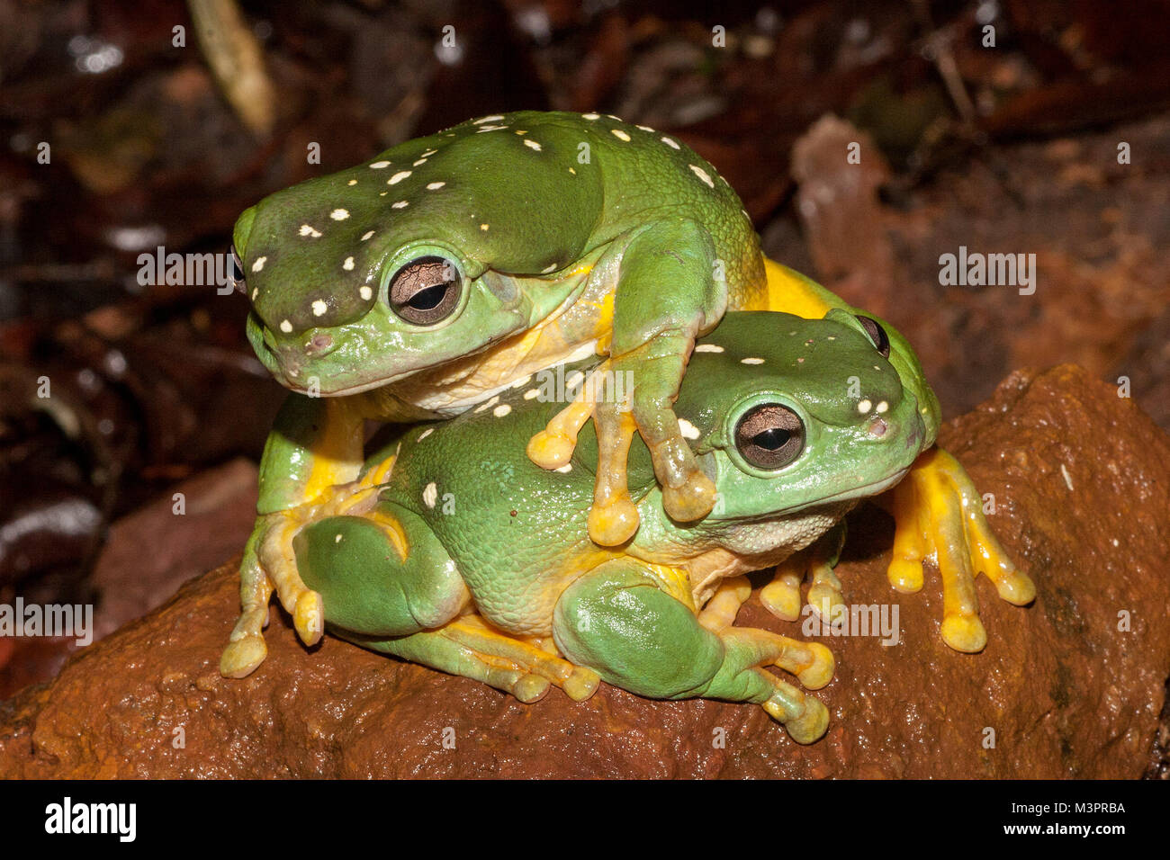 Magnificent Tree Frog Stock Photo