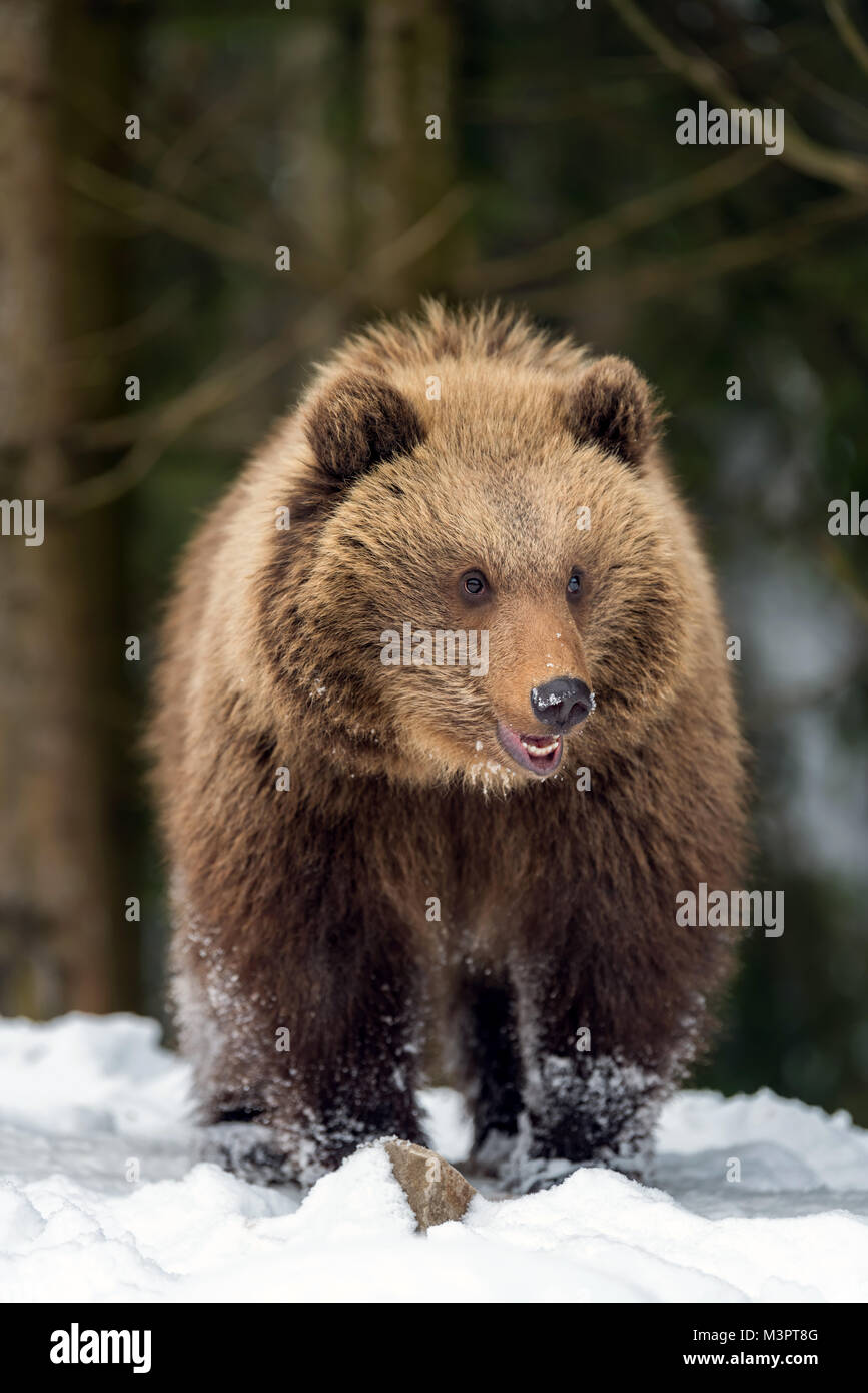 Wild brown bear cub closeup in winter forest Stock Photo - Alamy