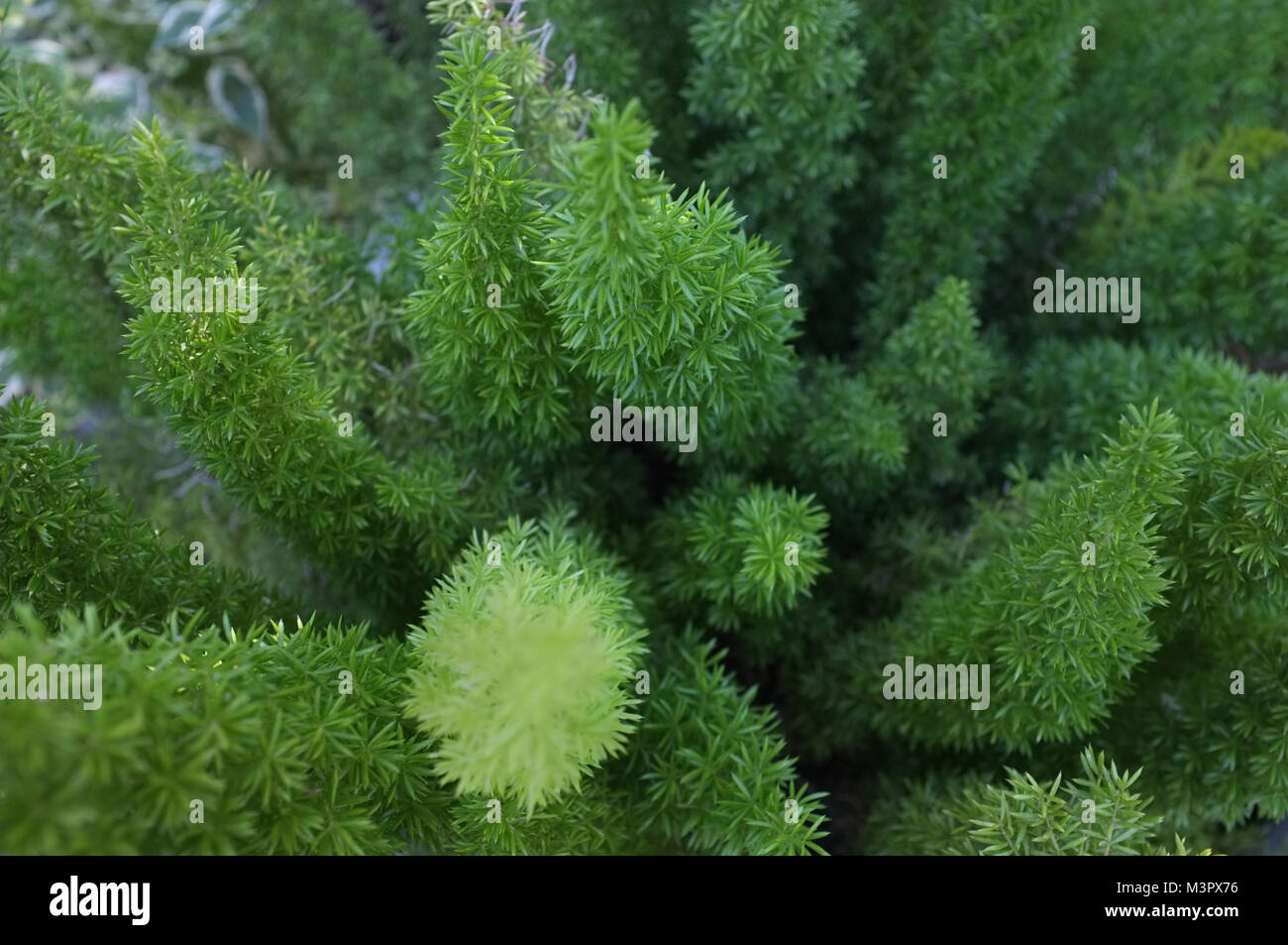 Springery Nature background , Green asparagus sprengeri tree Stock Photo - Alamy