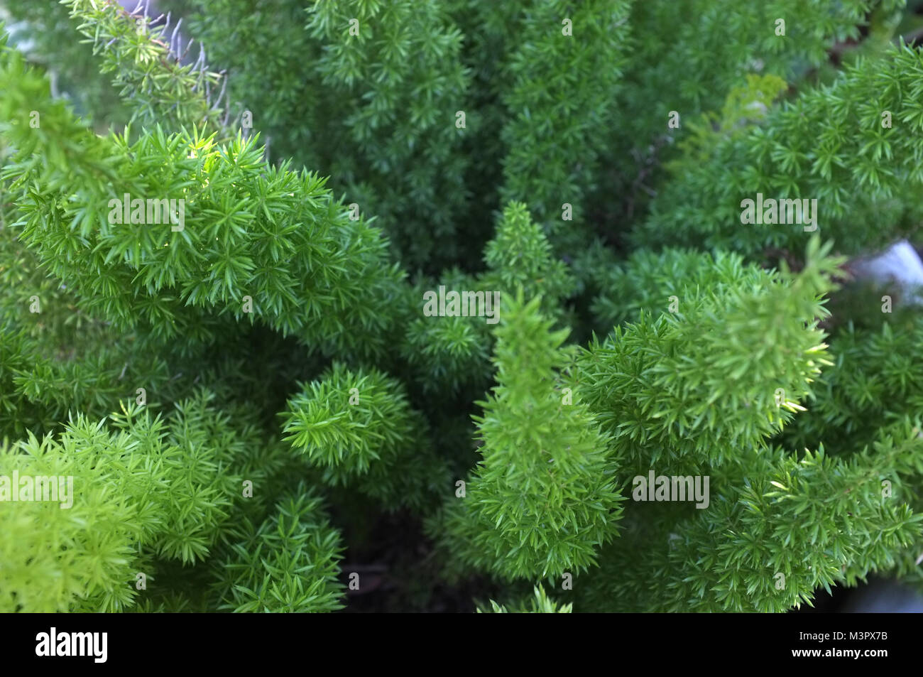 Springery Nature background , Green asparagus sprengeri tree Stock Photo - Alamy