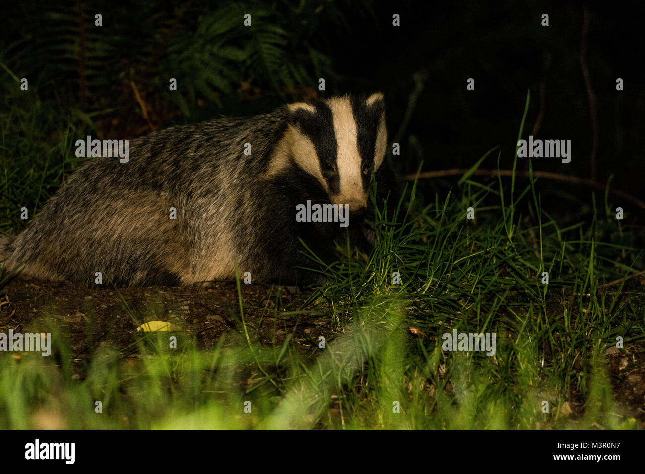 Wild badger searching in woods Stock Photo