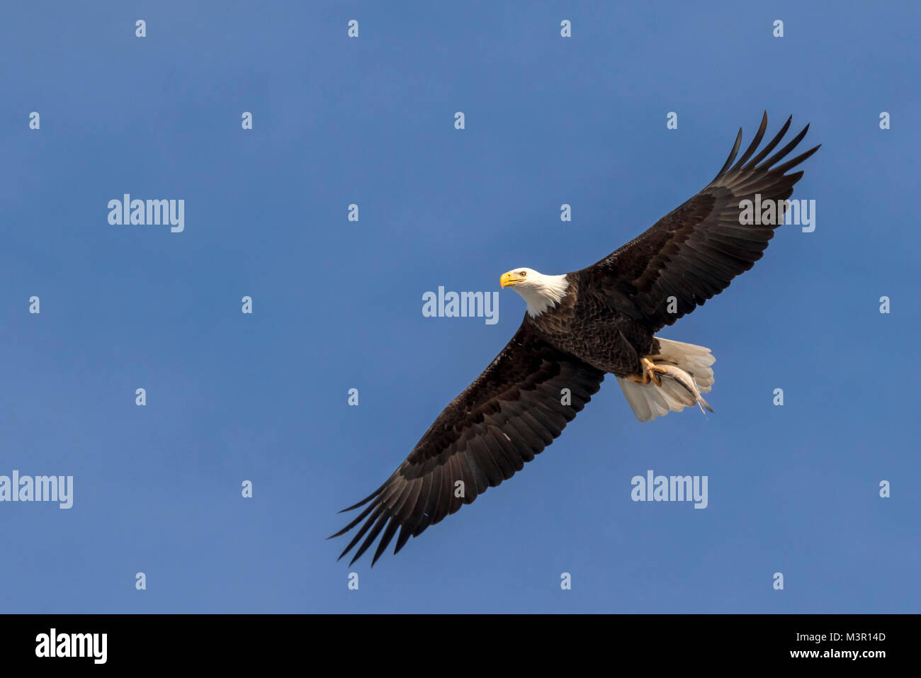 Bald eagle (Haliaeetus leucocephalus) flying with a caught fish, Mississippi river, Iowa Stock Photo