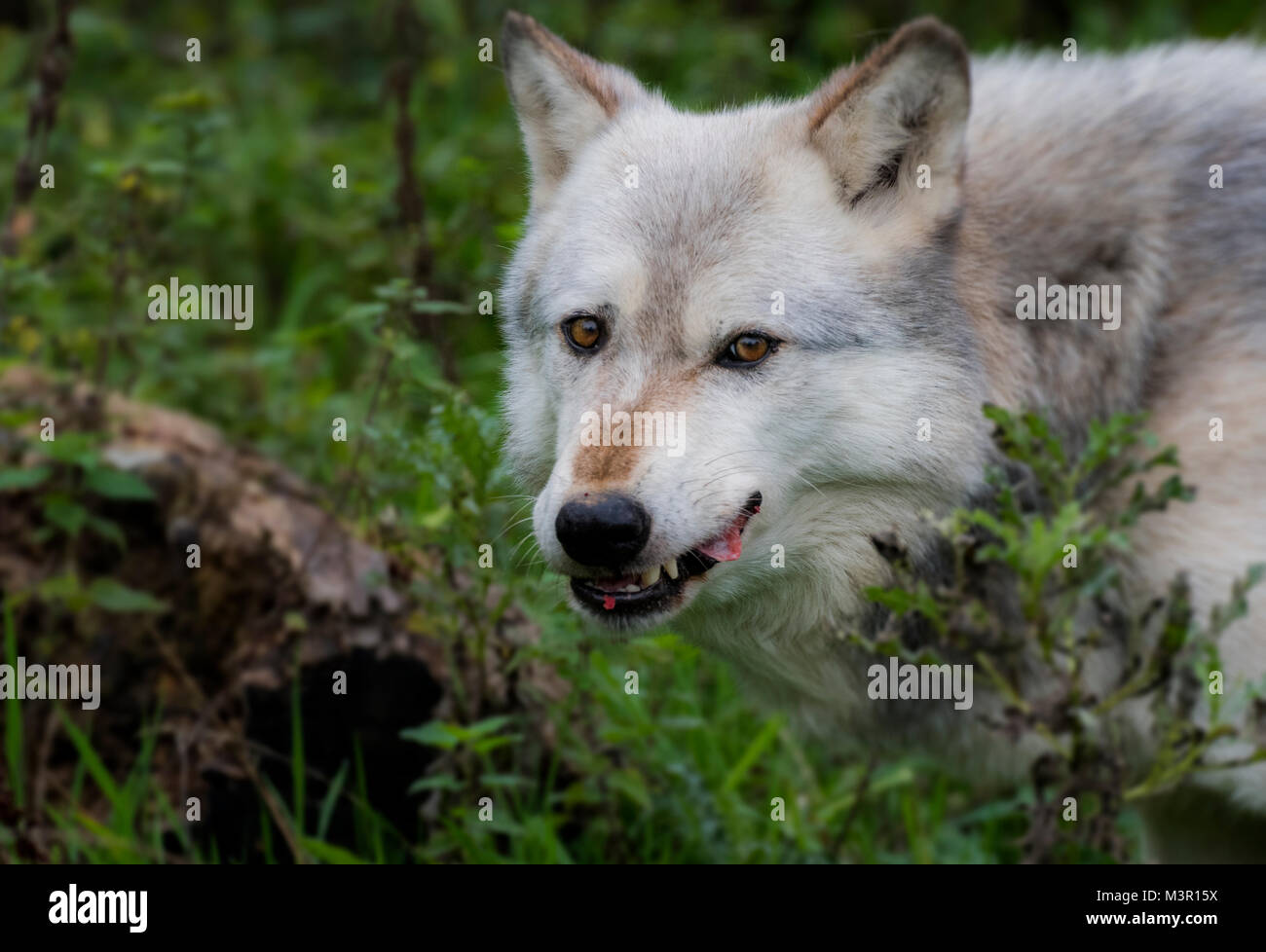 Grey wolf canis lupus eating hi-res stock photography and images - Alamy