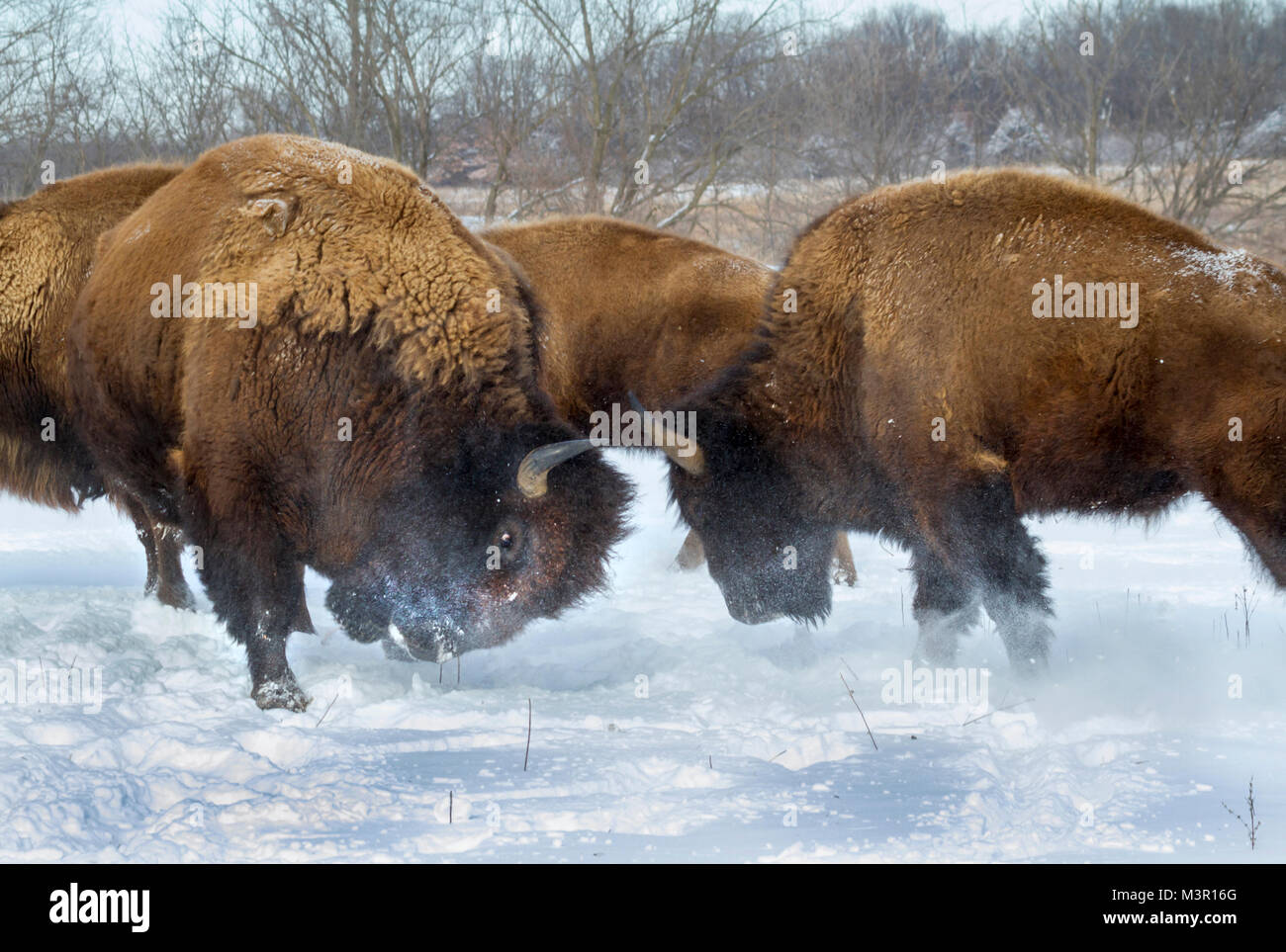 Males American bison (Bison bison) fighting on snow, Neal Smith National Wildlife Refuge, Iowa, USA Stock Photo