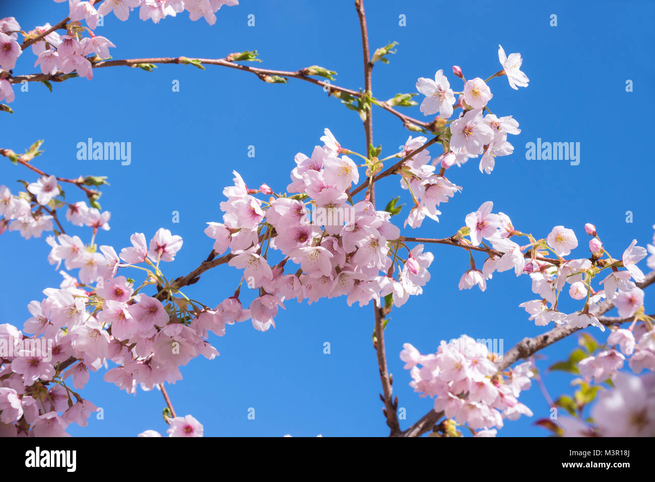 Pink spring cherry blossom, blue sky background Stock Photo