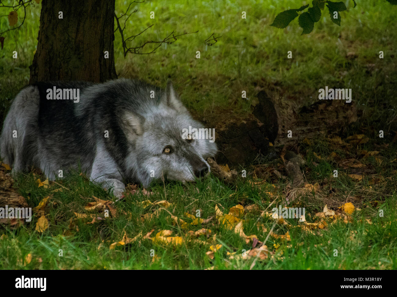 Grey wolf lying under tree on autum background Stock Photo