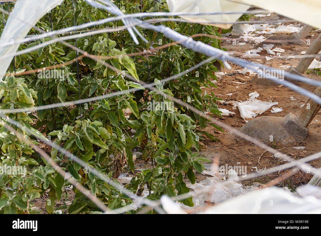 looking through the torn sheets into a plastic greenhouse at El Ejido