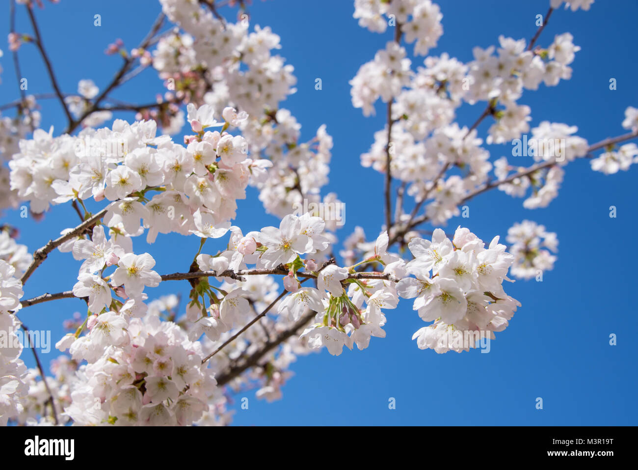 Cherry blossom, blue sky background, springtime concept Stock Photo