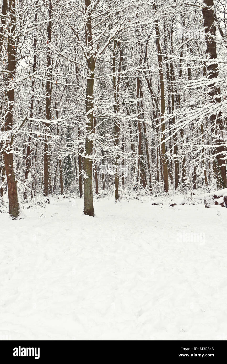 Snow in the forest. France. Landscapes Stock Photo