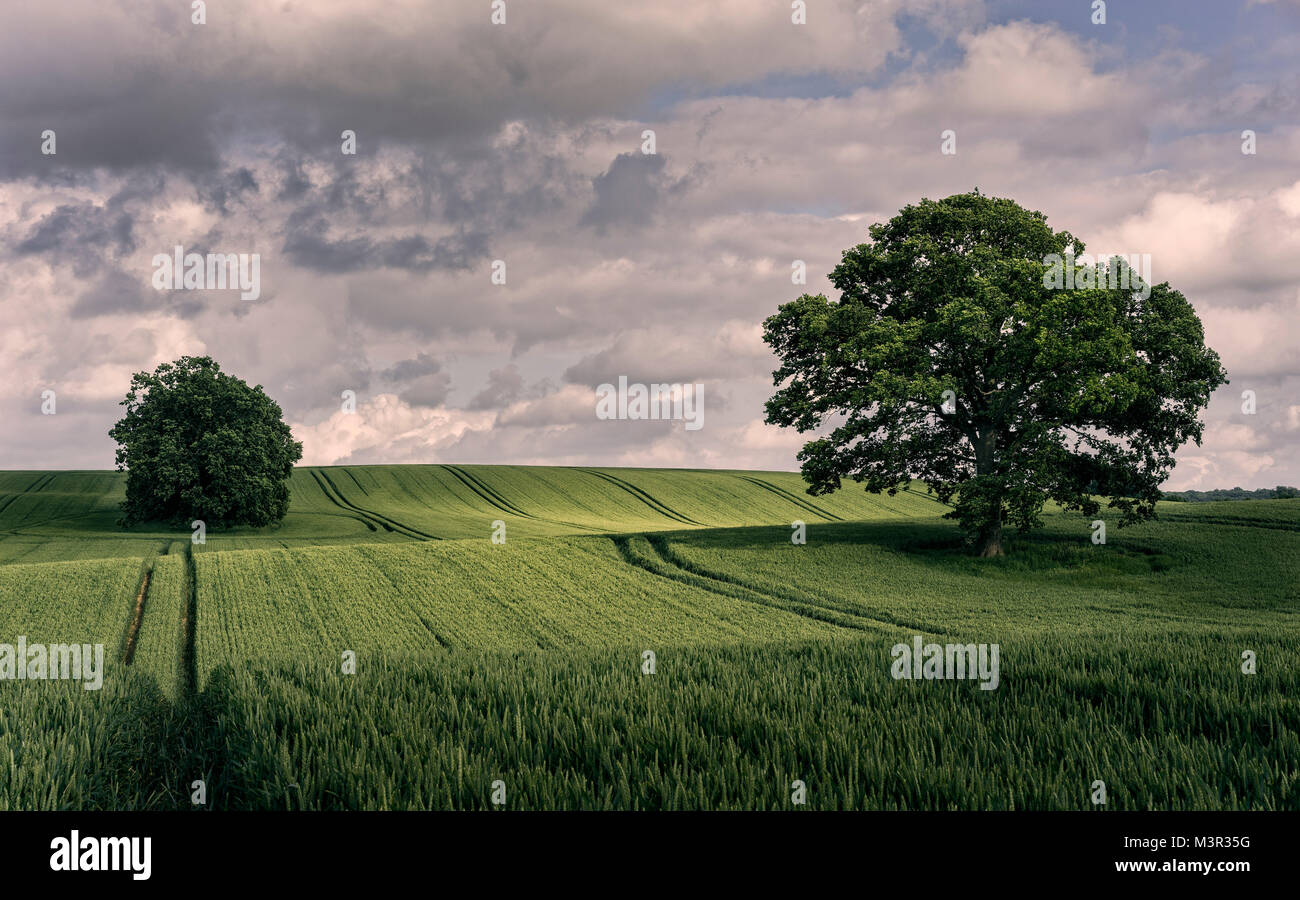 Oak trees in a golden field hi-res stock photography and images - Alamy